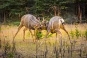 Muildierhert - Mule deer - Odocoileus hemionus
