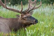 Wapiti - Cervus Canadensis