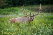 Wapiti - Cervus Canadensis