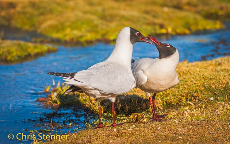 Andesmeeuw - Andean Gull - Larus serranus