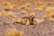Andesvos - Andean Fox - Pseudalopex culpaeus