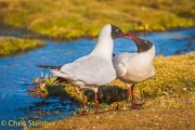 Andesmeeuw - Andean Gull - Larus serranus