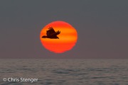 Roodkopgier - Turkey Vulture - Cathartes aura