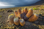 Copiapoa cinerea