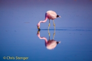 Andesflamingo - Andean Flamingo - Phoenicoparrus andinus