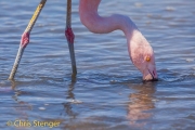 Chileense flamingo - Chilean Flamingo - Phoenicopterus chilensis