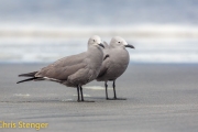 Grijze meeuw - Grey Gull