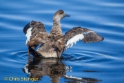Patagonische gekuifde eend - Crested Duck - Lophonetta specularoides