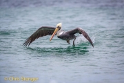 Peruaanse pelikaan - Peruvian Pelican - Pelecanus thagus