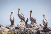Peruaanse pelikaan - Peruvian Pelican - Pelecanus thagus