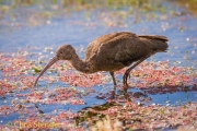 Puna ibis - Puna Ibis - Plegadis ridgwayi