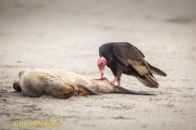 Roodkopgier - Turkey Vulture - Cathartes aura