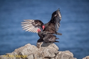 Roodkopgier - Turkey Vulture - Cathartes aura