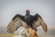 Roodkopgier - Turkey Vulture - Cathartes aura