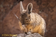 Zuidelijke Viscacha - Southern Viscacha - Lagidium viscacia