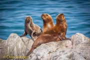Zuid-Amerikaanse pelsrob - South American Fur Seal - Arctocephalus australis
