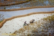 Rijstvelden - Rice fields