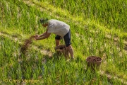 Rijstvelden - Rice fields