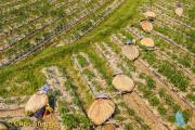 Landbouw - Agirculture