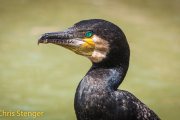 Aalscholver - Black Cormorant - Phalacrocorax carbo