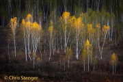 Aziatische berk - Asian Birch - Betula platyphylla