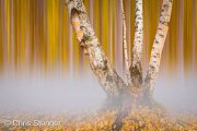 Berken bos in de herfst - Birch forest in autumn