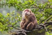 Tibetaanse Makaak - Tibetan Macaque - Macaca thibetana
