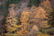 Chinese lariks - Chinese larch; Larix potaninii