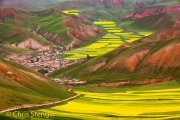 Koolzaadvelden - Rapeseed fields