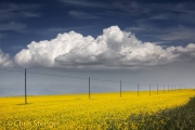 Koolzaad - Rapeseed - Brassica napus