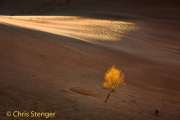 Kubuqi woestijn - Kubuqi desert