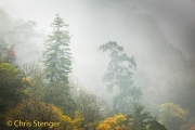 Mist - Fog