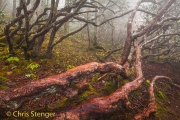 Oerbos - Primeval forest