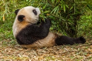 Reuzenpanda - Giant Panda - Ailuropoda melanoleuca