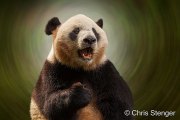 Reuzenpanda - Giant Panda - Ailuropoda melanoleuca