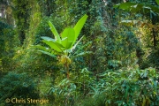 Regenwoud - Rainforest