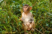 Resusaap - Resus macaque - Macaca mulatta