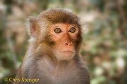 Resusaap - Resus macaque -Macaca mulatta