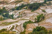 Rijstvelden - Rice fields
