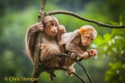 Tibetaanse Makaak - Tibetan Macaque; - Macaca thibetana