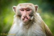 Resusaap; Rhesus macaque; Macaca mulatta