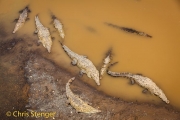 Amerikaanse krokodil - American Crocodile - Crocodylus acutus
