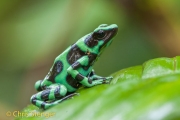 Gouden gifkikker - Green and Black Poison-dart Frog - Dendrobates auratus