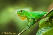 Groene leguaan - Green Iguana - Iguana iguana