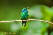 Groene violetoorkolibri - Green Violetear - Colibri thalassinus