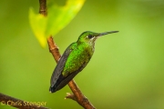Groenkruinbriljantkolibrie - Green-crowned Brilliant - Heliodoxa jacula