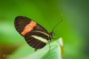 Heliconius erato - Red Postman Butterfly