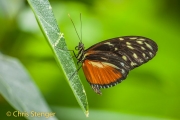 Heliconius hecale - Tiger Longwing - Heliconius hecale