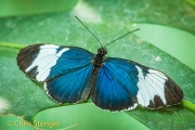 Heliconius sara - Sara Longwing - Heliconius sara