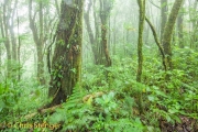 Nevelwoud - Cloud forest